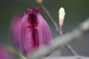 Frühjahr im Palmengarten - Fotograf Joachim Würth