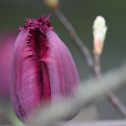 Frühjahr im Palmengarten - Fotograf Joachim Würth