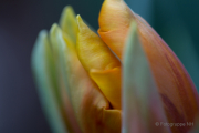 Frühjahr im Palmengarten - Fotografin Jutta R. Buchwald