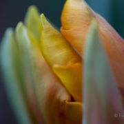 Frühjahr im Palmengarten - Fotografin Jutta R. Buchwald