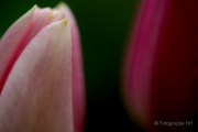 Frühjahr im Palmengarten - Fotografin Jutta R. Buchwald
