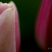 Frühjahr im Palmengarten - Fotografin Jutta R. Buchwald