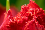 Frühjahr im Palmengarten - Fotograf Michael Häckl