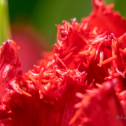 Frühjahr im Palmengarten - Fotograf Michael Häckl