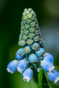 Frühjahr im Palmengarten - Fotograf Michael Häckl