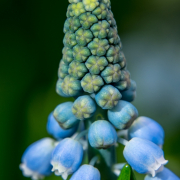 Frühjahr im Palmengarten - Fotograf Michael Häckl