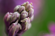 Frühjahr im Palmengarten - Fotografin Jutta R. Buchwald