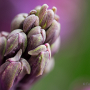 Frühjahr im Palmengarten - Fotografin Jutta R. Buchwald