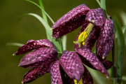 Frühjahr im Palmengarten - Fotograf Michael Häckl