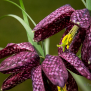 Frühjahr im Palmengarten - Fotograf Michael Häckl