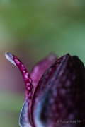 Frühjahr im Palmengarten - Fotografin Jutta R. Buchwald