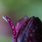 Frühjahr im Palmengarten - Fotografin Jutta R. Buchwald