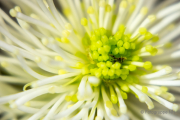 Frühjahr im Palmengarten - Fotograf Michael Häckl