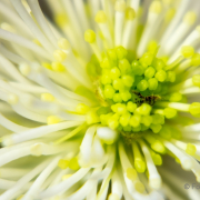 Frühjahr im Palmengarten - Fotograf Michael Häckl