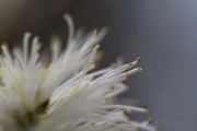 Frühjahr im Palmengarten - Fotografin Jutta R. Buchwald