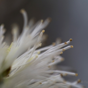 Frühjahr im Palmengarten - Fotografin Jutta R. Buchwald