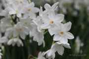 Frühjahr im Palmengarten - Fotograf Joachim Würth