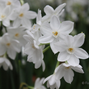 Frühjahr im Palmengarten - Fotograf Joachim Würth