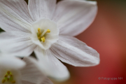 Frühjahr im Palmengarten - Fotografin Jutta R. Buchwald