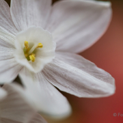 Frühjahr im Palmengarten - Fotografin Jutta R. Buchwald