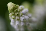 Frühjahr im Palmengarten - Fotografin Jutta R. Buchwald