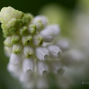 Frühjahr im Palmengarten - Fotografin Jutta R. Buchwald