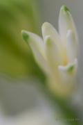 Frühjahr im Palmengarten - Fotografin Jutta R. Buchwald