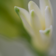 Frühjahr im Palmengarten - Fotografin Jutta R. Buchwald