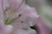 Frühjahr im Palmengarten - Fotografin Jutta R. Buchwald