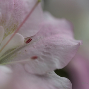 Frühjahr im Palmengarten - Fotografin Jutta R. Buchwald