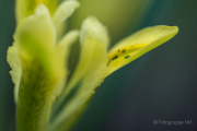 Frühjahr im Palmengarten - Fotografin Jutta R. Buchwald