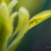 Frühjahr im Palmengarten - Fotografin Jutta R. Buchwald
