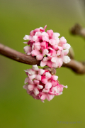 Frühjahr im Palmengarten - Fotograf Michael Häckl