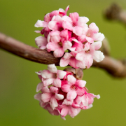 Frühjahr im Palmengarten - Fotograf Michael Häckl