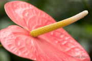 Frühjahr im Palmengarten - Fotograf Michael Häckl