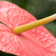 Frühjahr im Palmengarten - Fotograf Michael Häckl