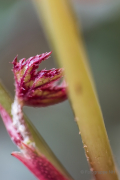 Frühjahr im Palmengarten - Fotografin Jutta R. Buchwald