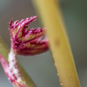 Frühjahr im Palmengarten - Fotografin Jutta R. Buchwald