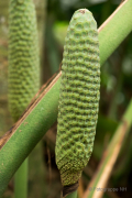 Frühjahr im Palmengarten - Fotograf Michael Häckl