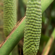 Frühjahr im Palmengarten - Fotograf Michael Häckl