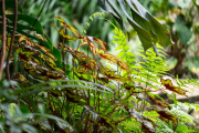 Frühjahr im Palmengarten - Fotograf Michael Häckl