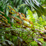 Frühjahr im Palmengarten - Fotograf Michael Häckl