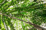 Frühjahr im Palmengarten - Fotograf Michael Häckl
