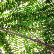 Frühjahr im Palmengarten - Fotograf Michael Häckl