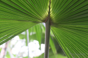 Frühjahr im Palmengarten - Fotograf Joachim Würth