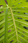 Frühjahr im Palmengarten - Fotograf Michael Häckl