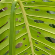 Frühjahr im Palmengarten - Fotograf Michael Häckl