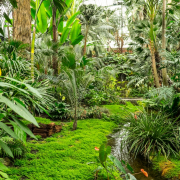 Frühjahr im Palmengarten - Fotograf Michael Häckl