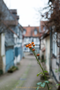 Olaf Hofheim 50 mm 003Fotowalk Hofheim (Brennweite 50 mm VF) - Fotograf Olaf Kratge