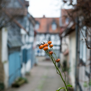 Olaf Hofheim 50 mm 003Fotowalk Hofheim (Brennweite 50 mm VF) - Fotograf Olaf Kratge